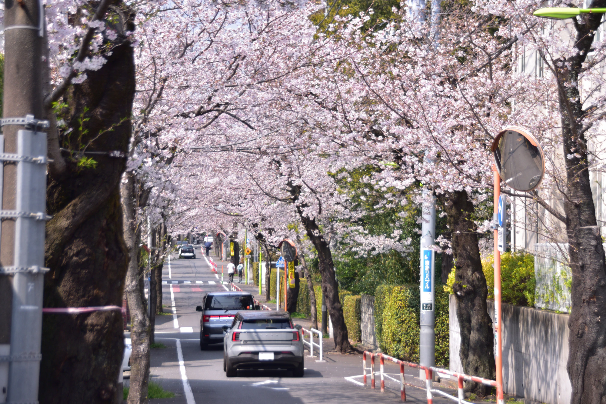 深沢新町住宅地の桜並木（西大通り）