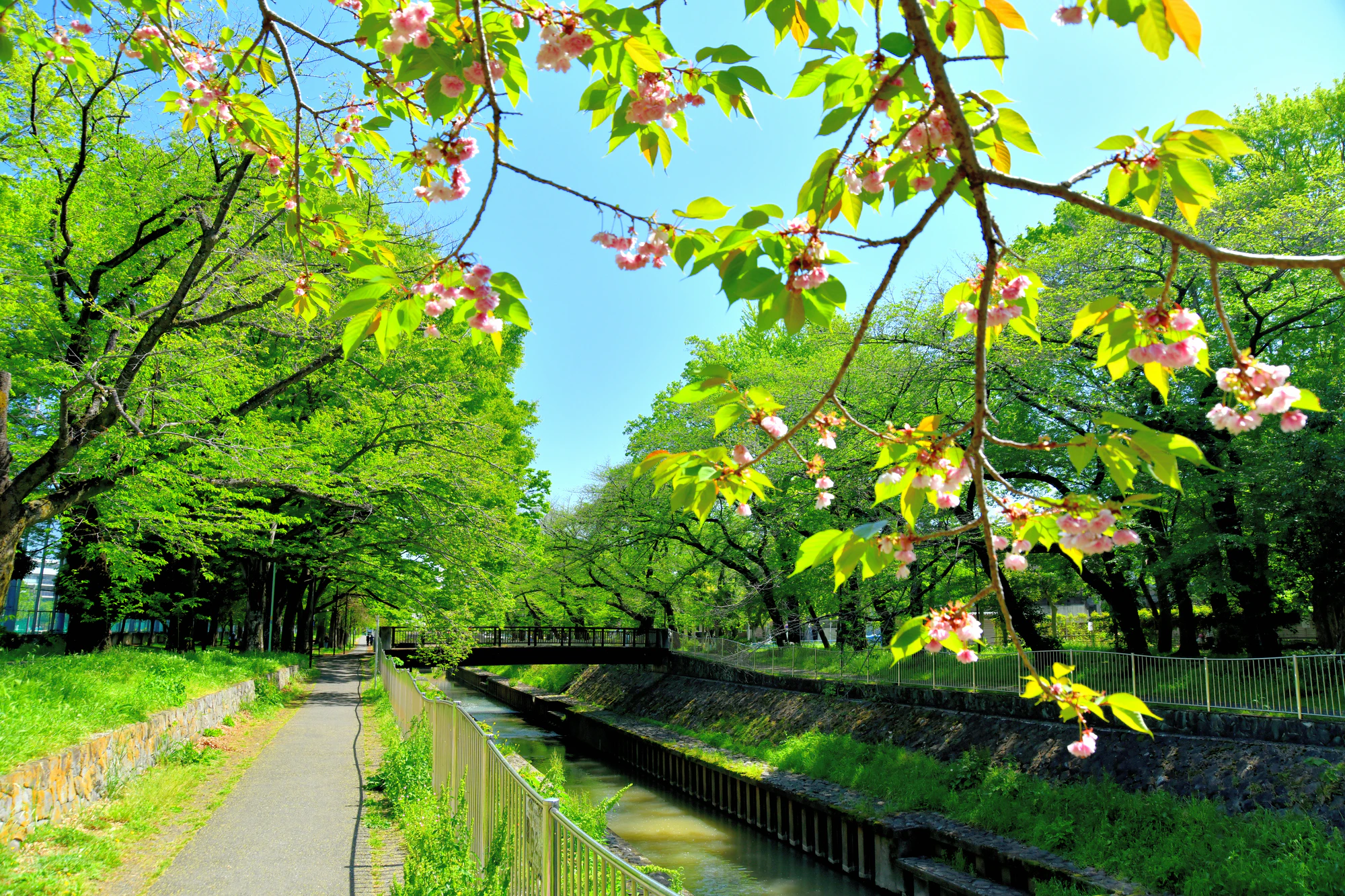 善福寺川緑地／児童橋／善福寺川付近(東京都杉並区)