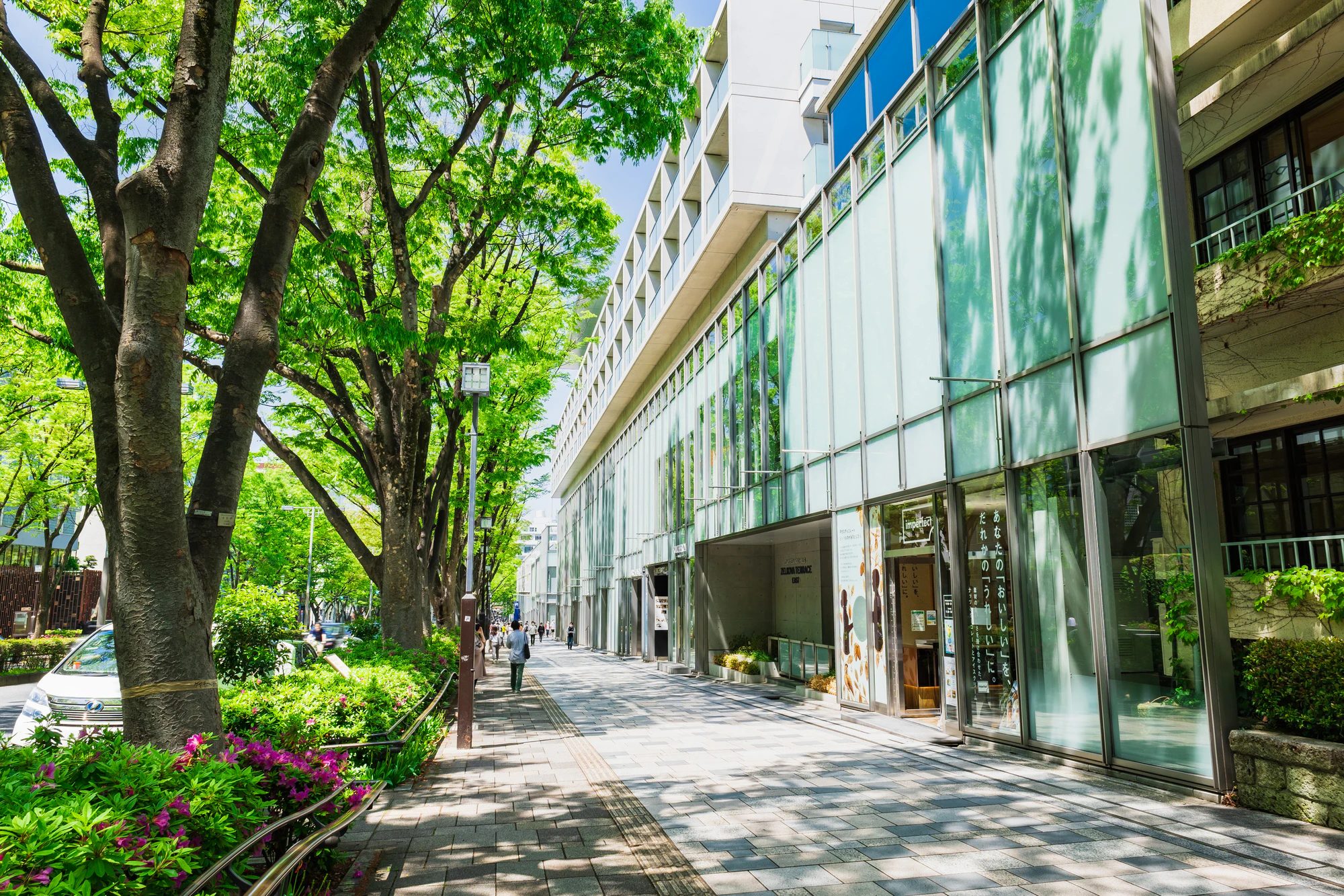 東京　新緑の表参道