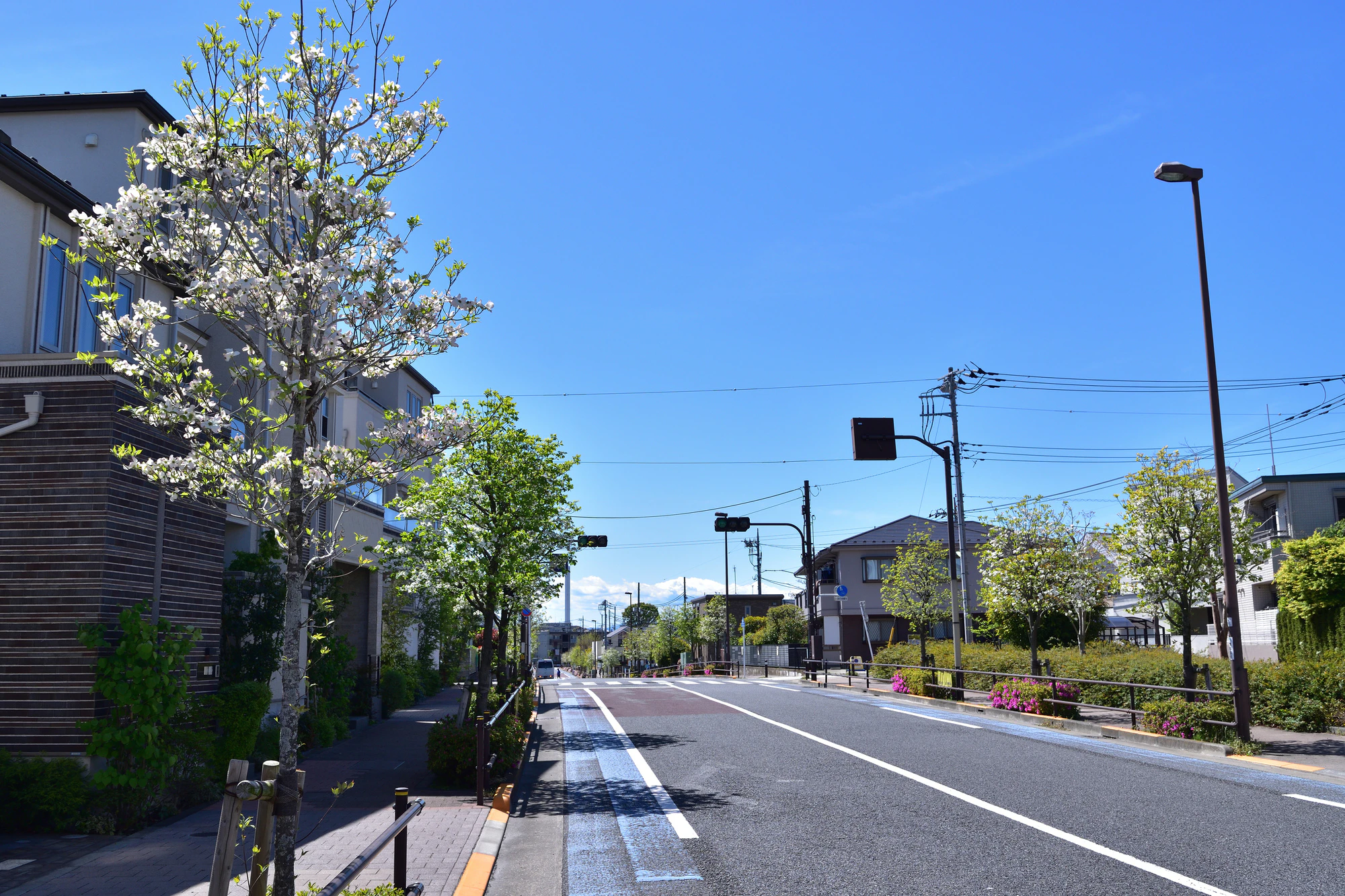 世田谷・赤松通りのハナミズキの街路樹