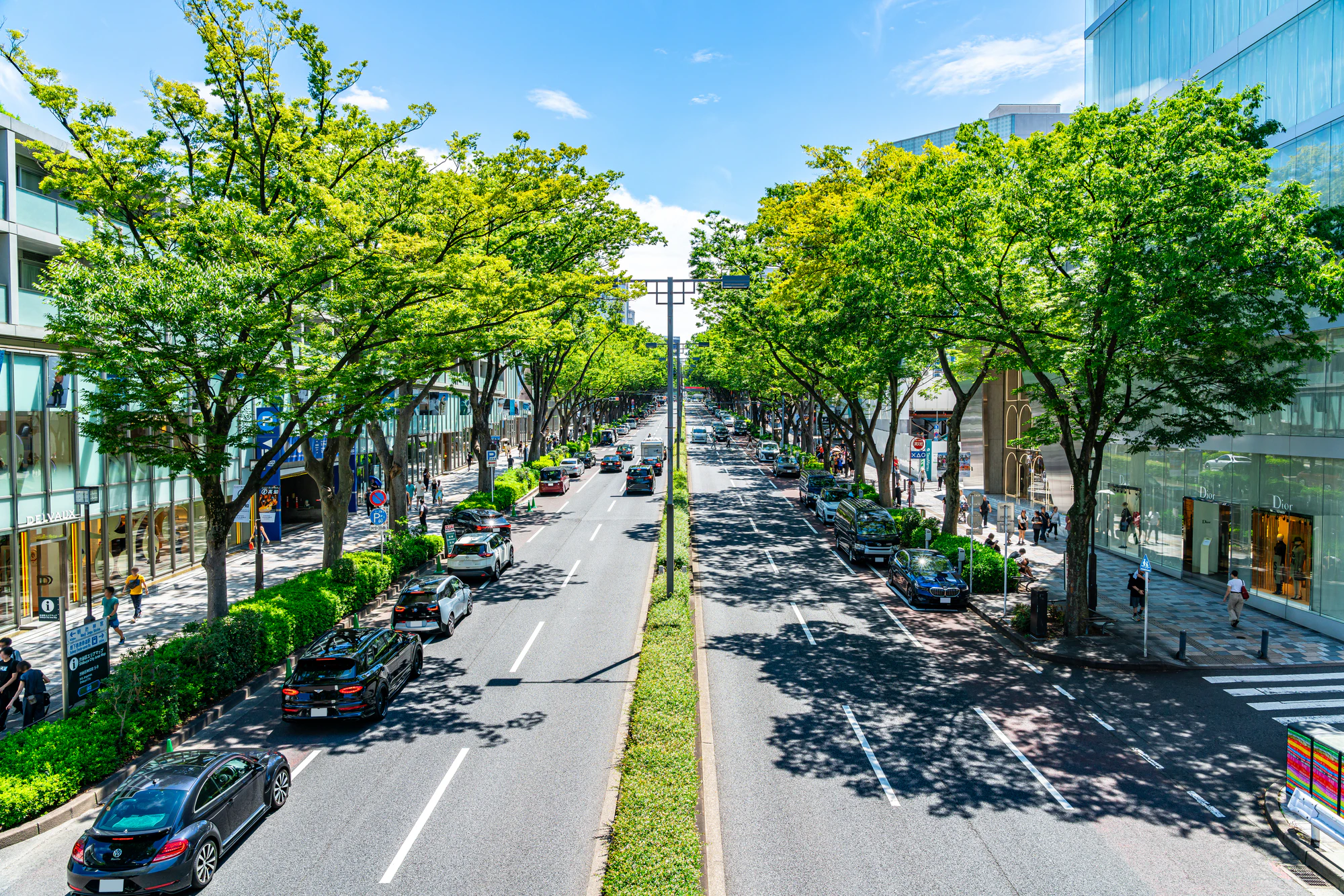 【東京都】爽やかな青空と街路樹が印象的な夏の表参道