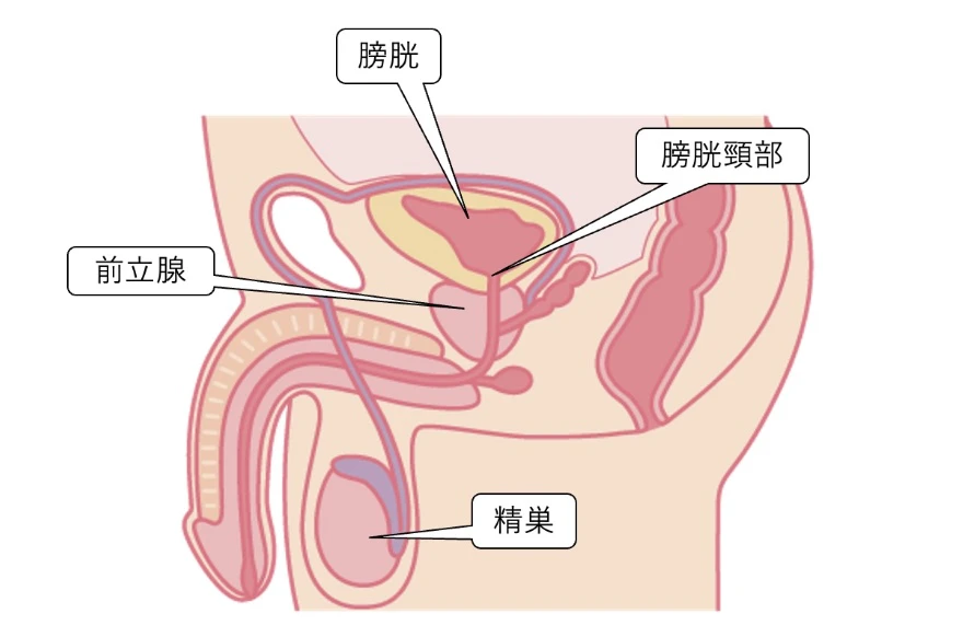 逆行性射精 膀胱 精巣 ペニス 膀胱頸部 断面図