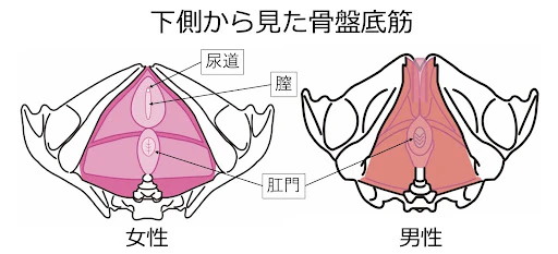 女性 尿失禁 骨盤底筋