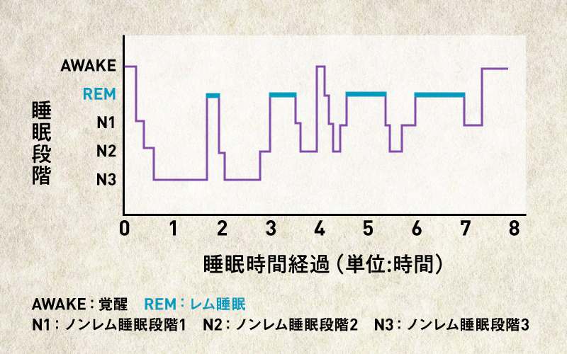 睡眠のリズム レム睡眠 ノンレム睡眠