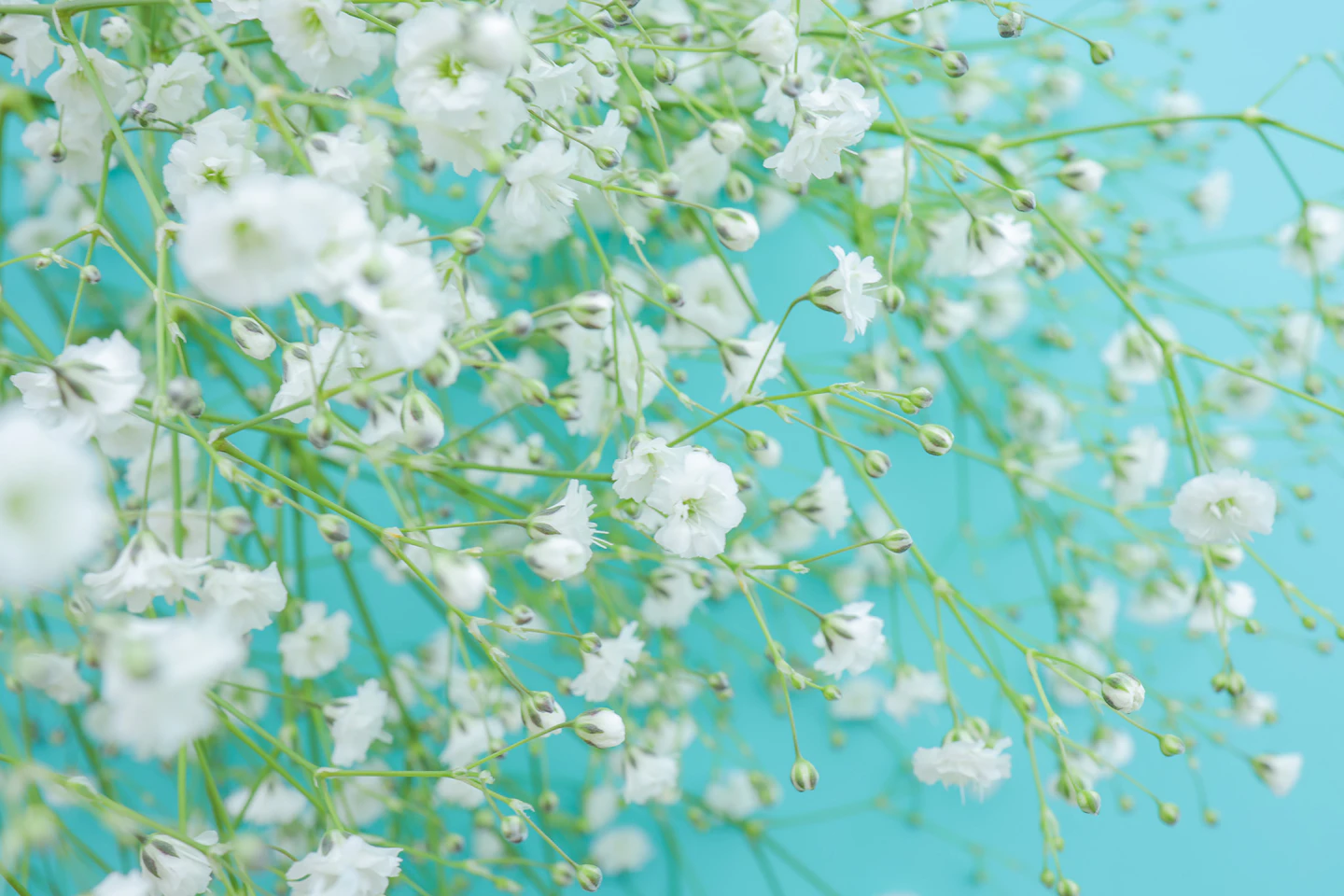 白いかすみ草の花