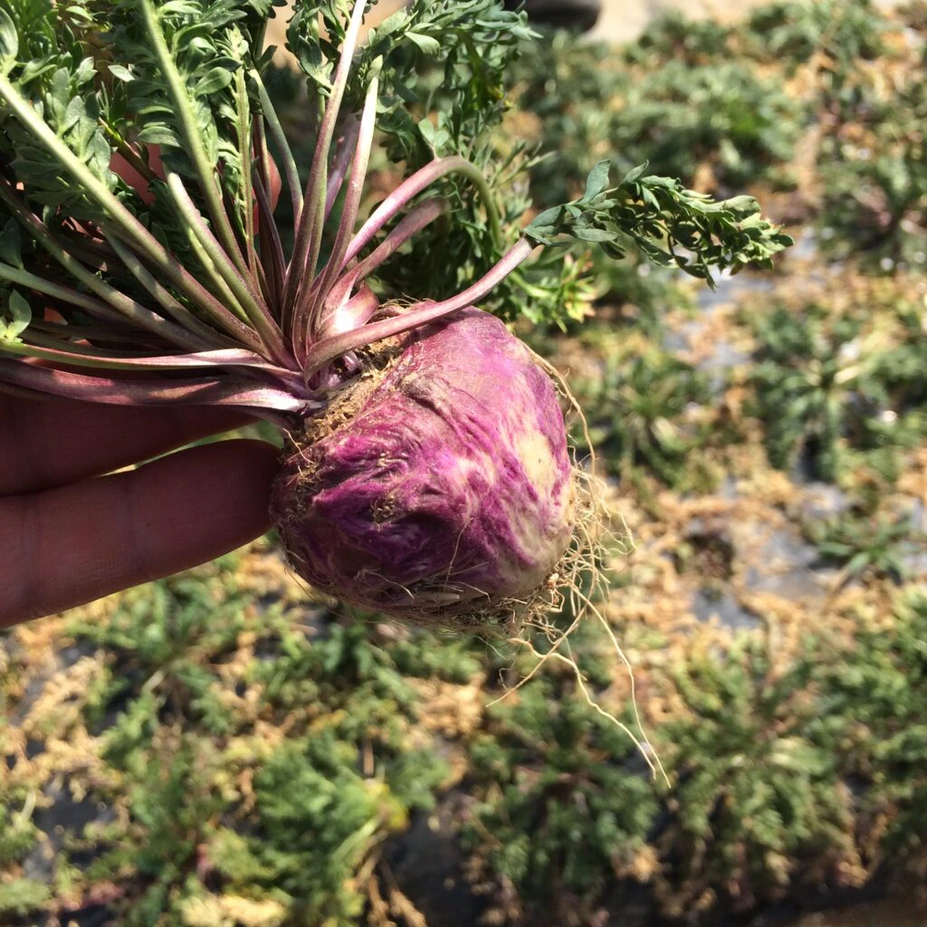 畑で収穫されたマカの根