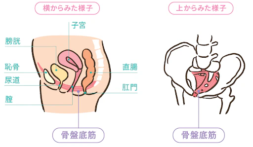 女性 尿失禁