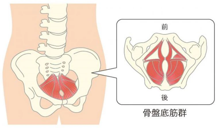 骨盤底筋 早漏