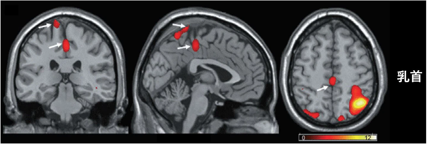 乳首 脳 fMRI 体性感覚野