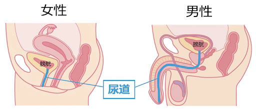 女性 尿失禁 尿道 長さ
