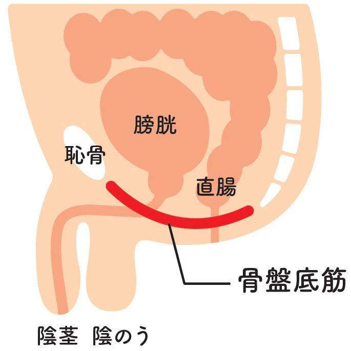 男性の骨盤底筋の位置を示す断面図