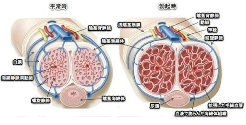 勃起 海綿体 骨盤底筋 断面図 性器