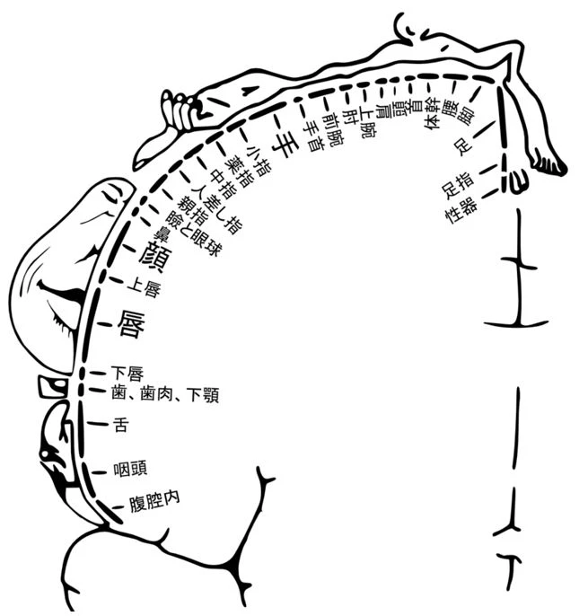 体性感覚野　セルフフェラ