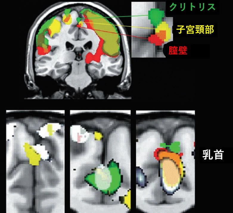 クリトリス 腟 子宮頸部 乳首 脳 fMRI 感じる 性感帯
