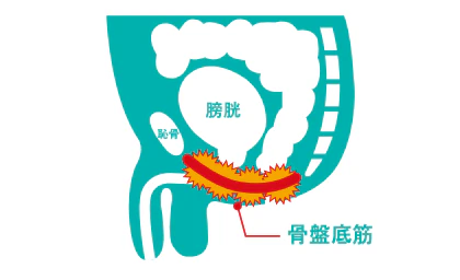 射精直前に緊張する骨盤底筋の位置を示すイラスト