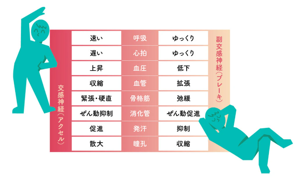 交感神経(アクセル)と副交感神経(ブレーキ)の働きの比較表