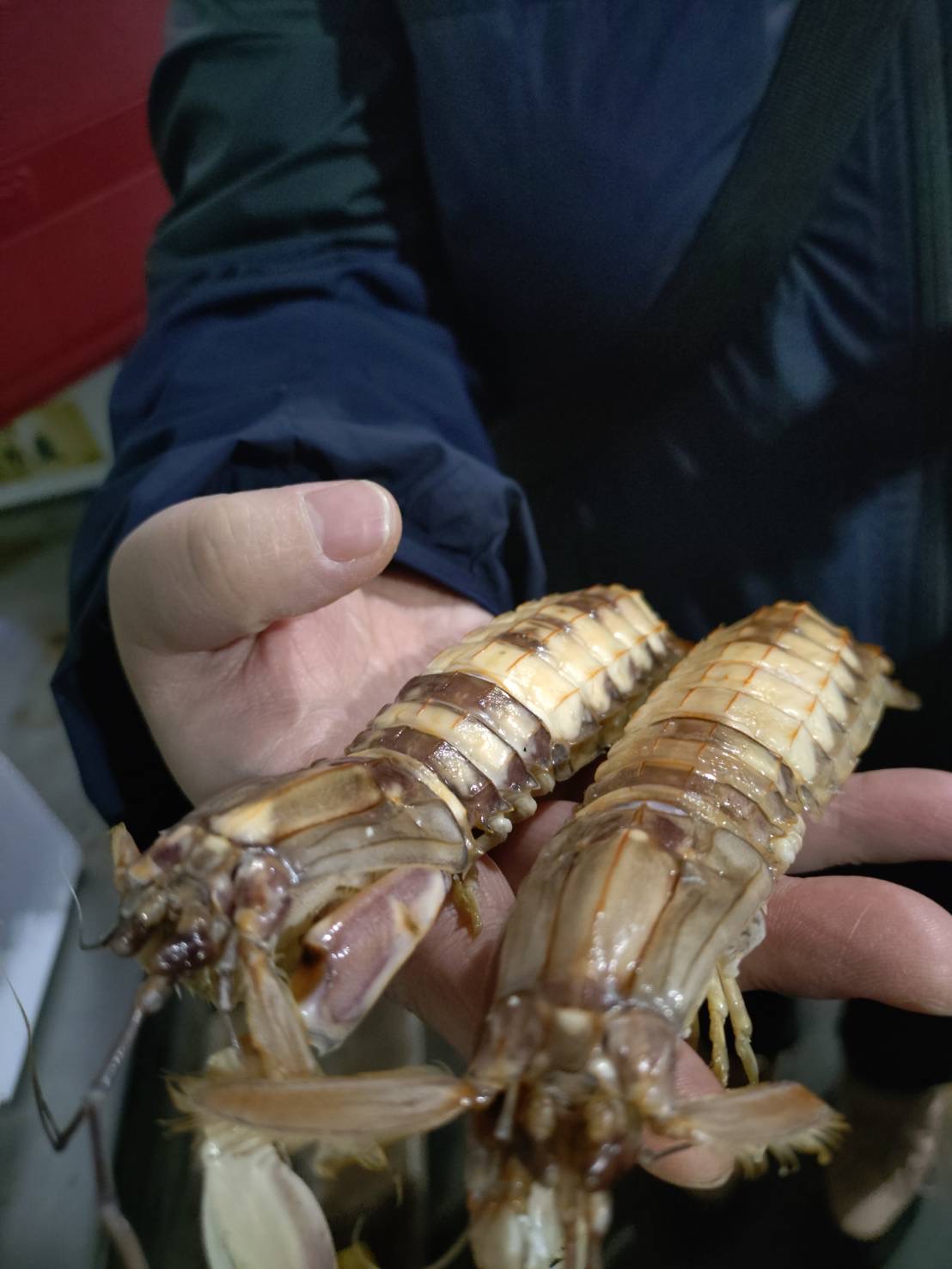 春シャコ入りましたー！
