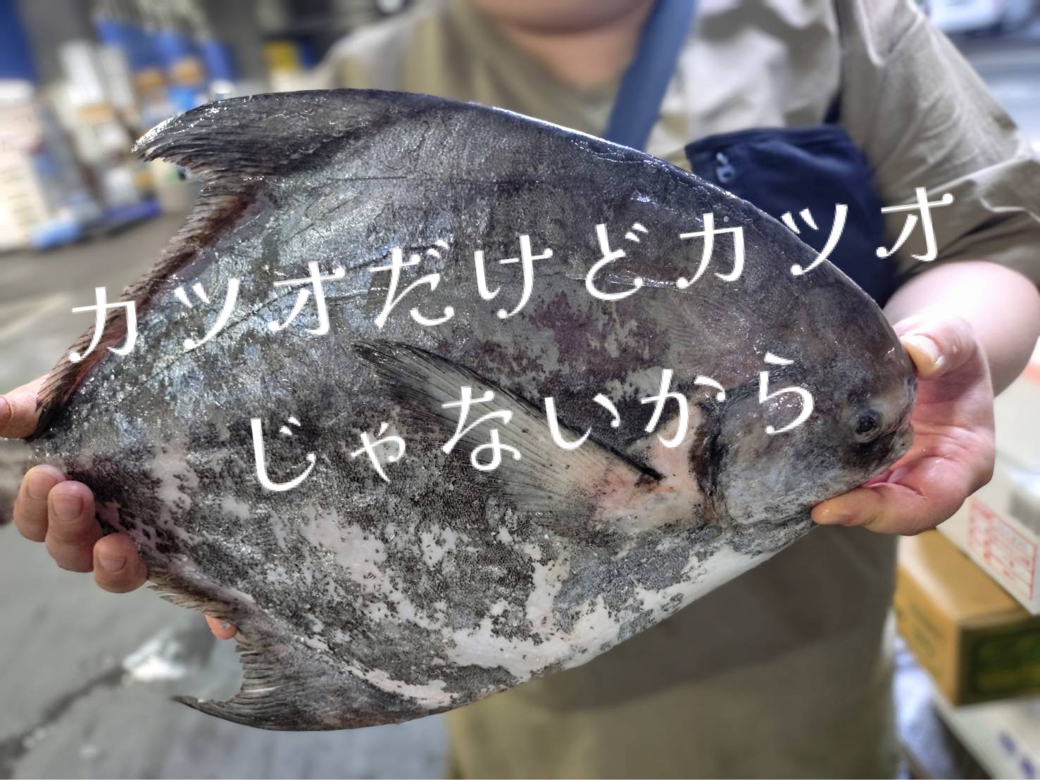 貴重なマナガツオ！