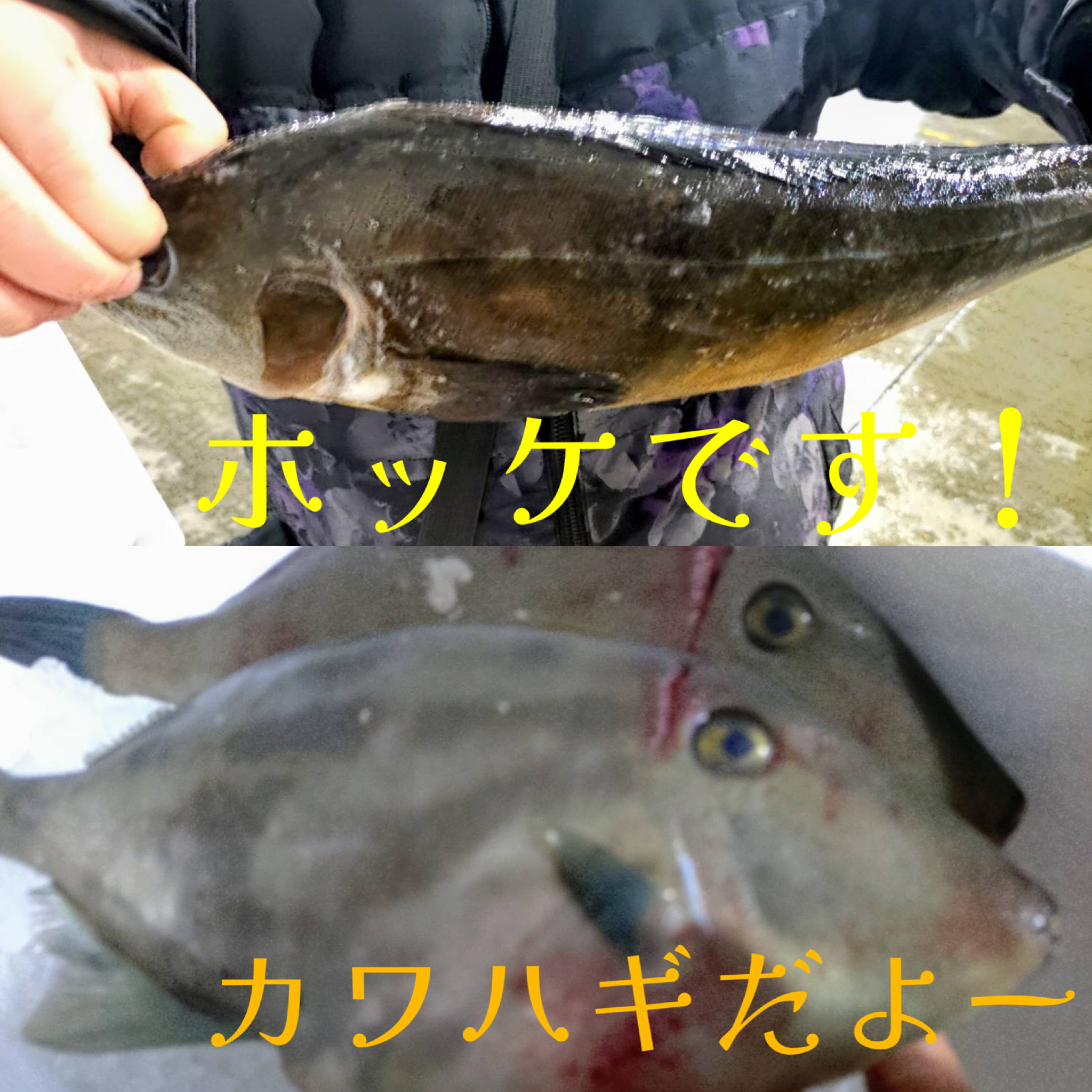 春はホッケとカワハギだ！