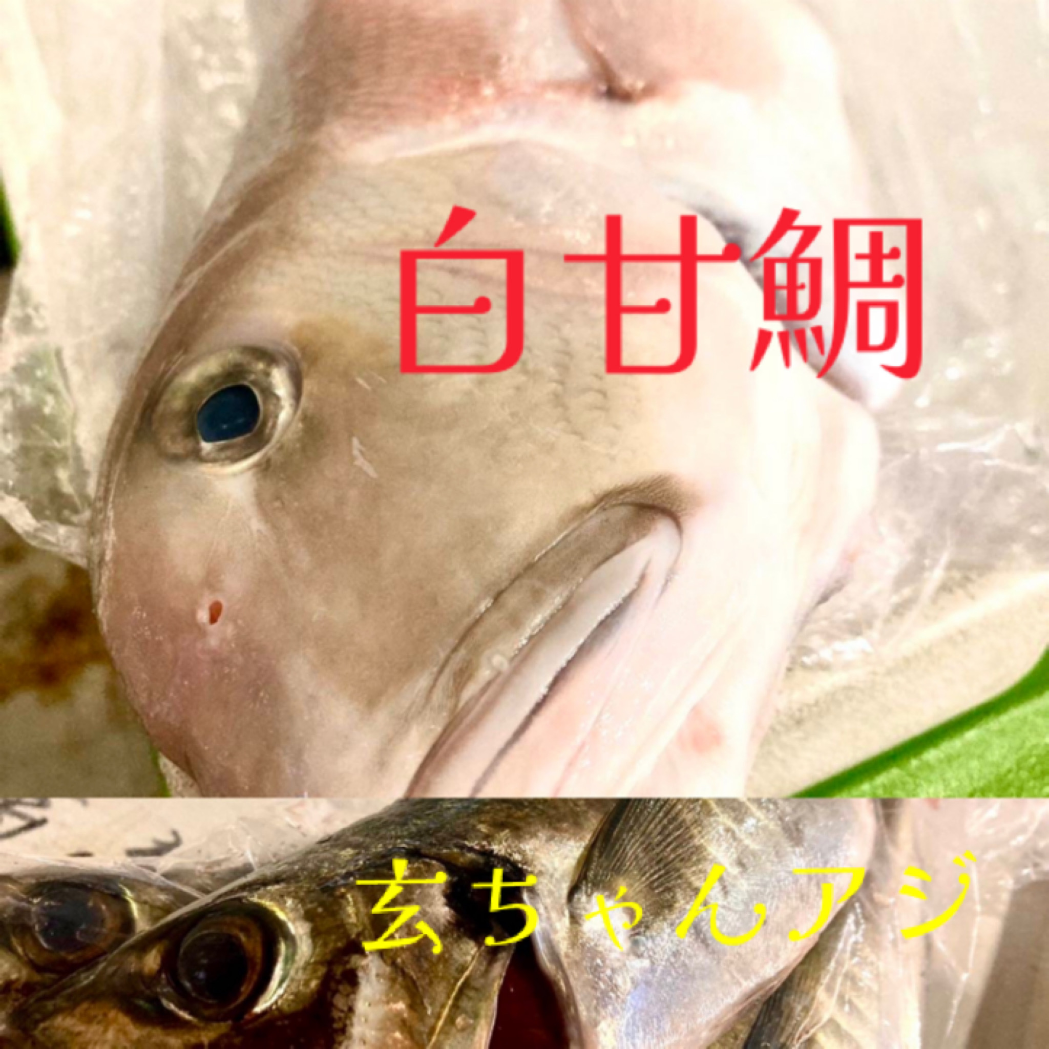 今日は！シロ甘鯛！