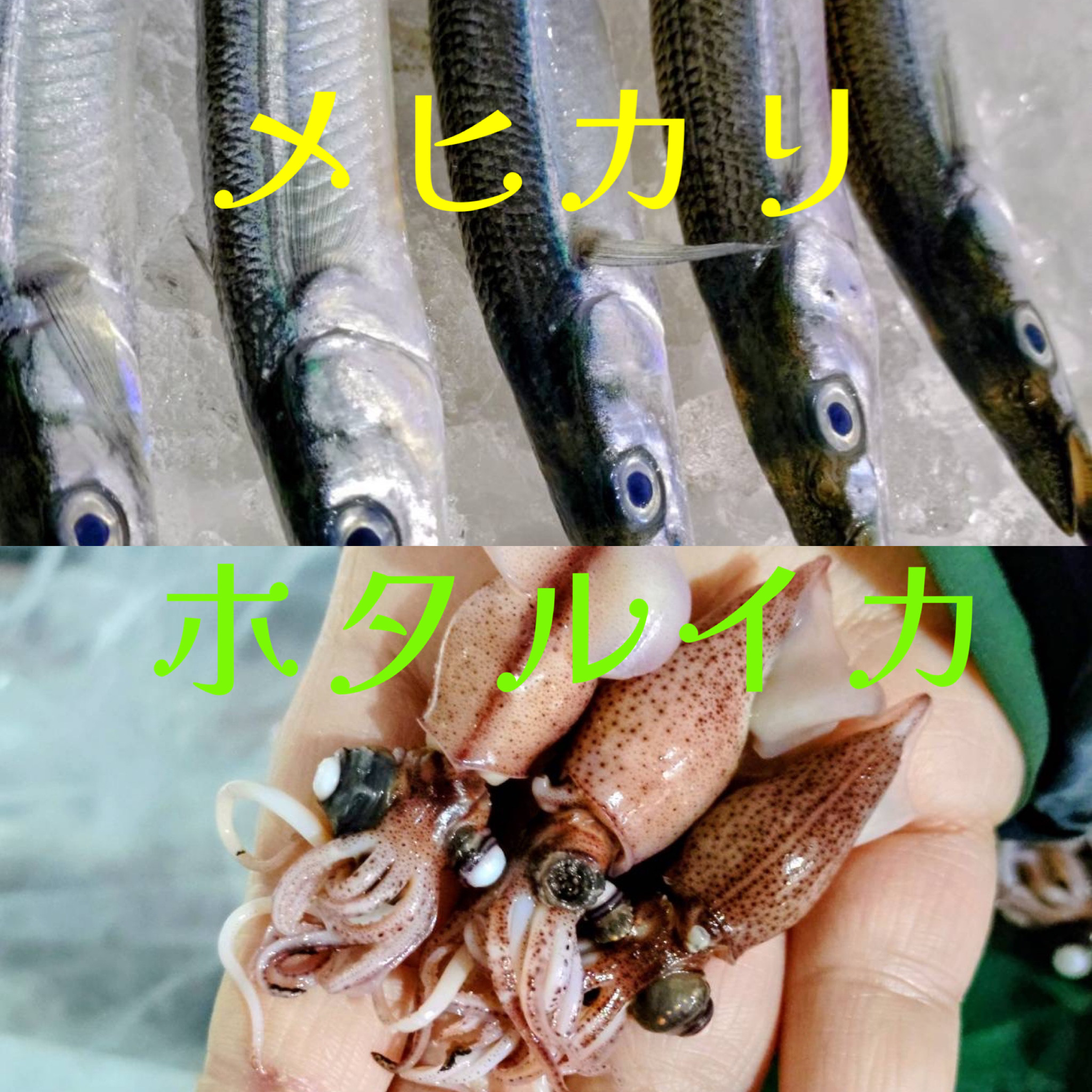 春１番オススメメニュー☘️