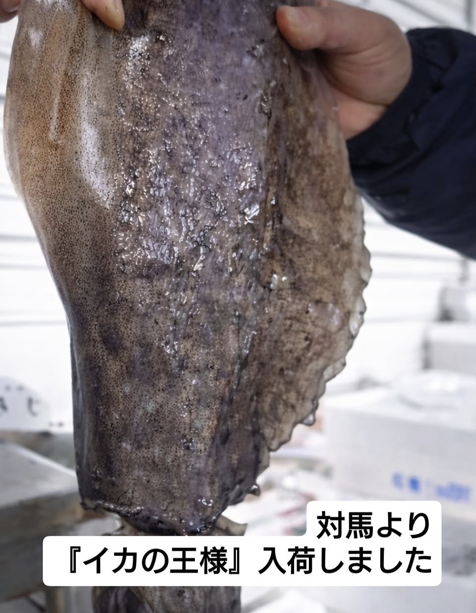 イカの王様登場！