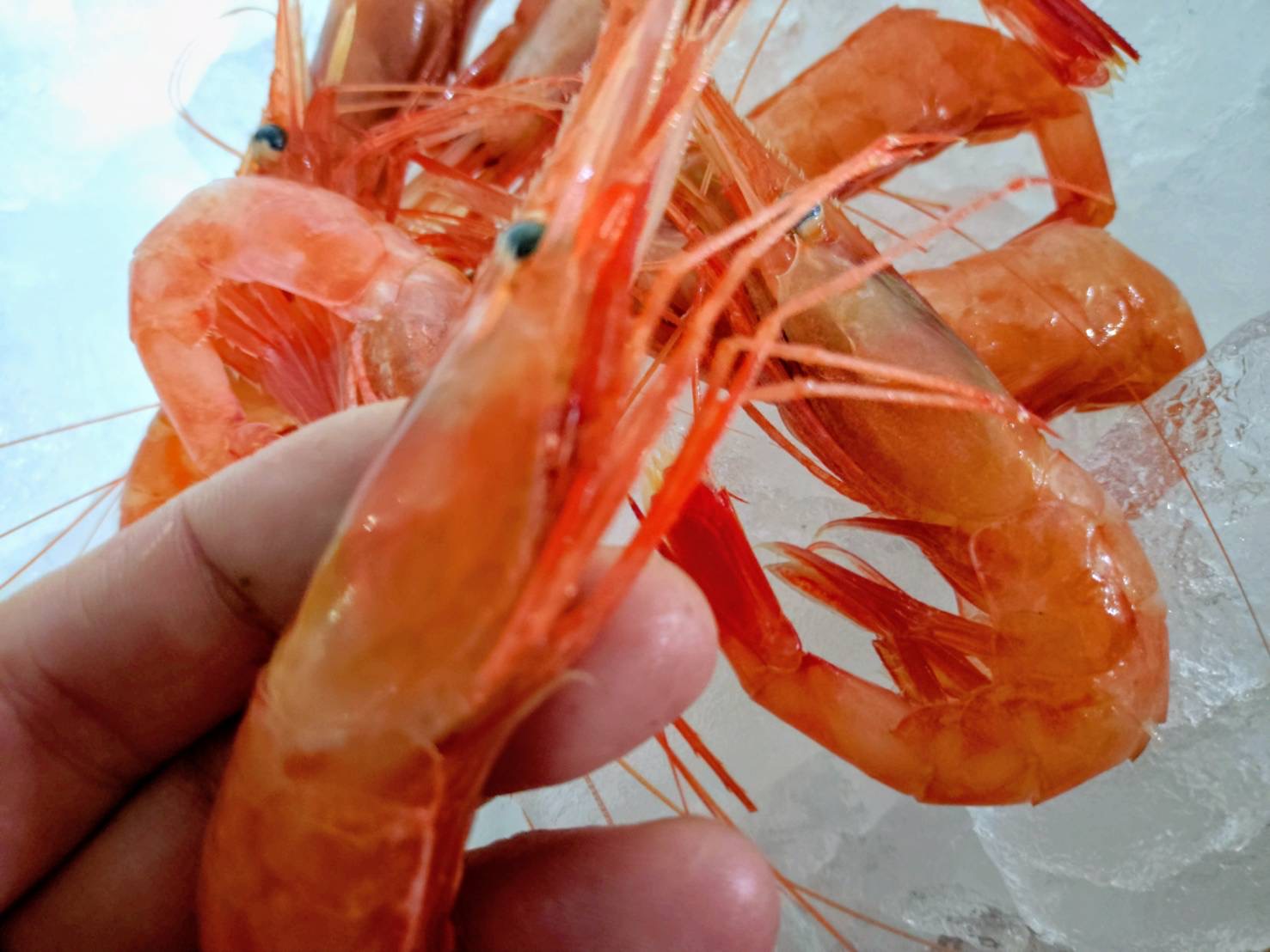 海の宝石💎桜エビ🌟