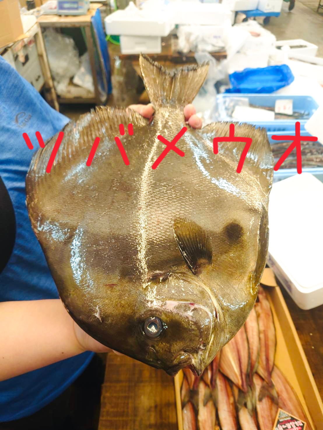 この丸い魚は何でしょう？🙆