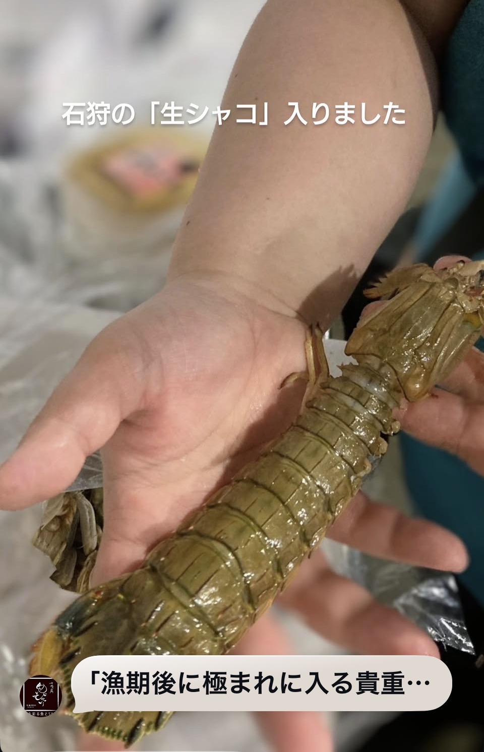シャコシャコシャコ!