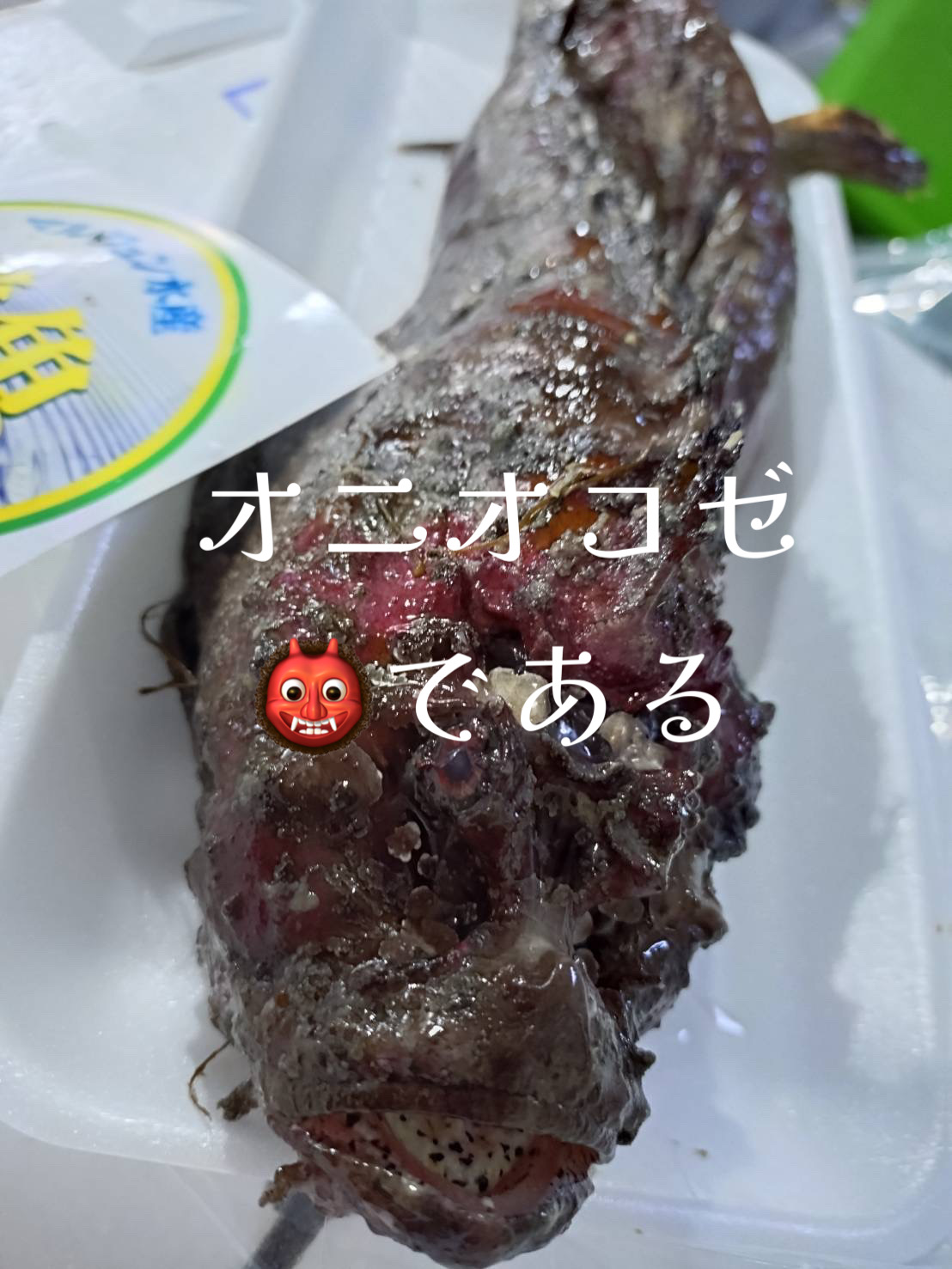 鬼オコゼ？エイリアン？