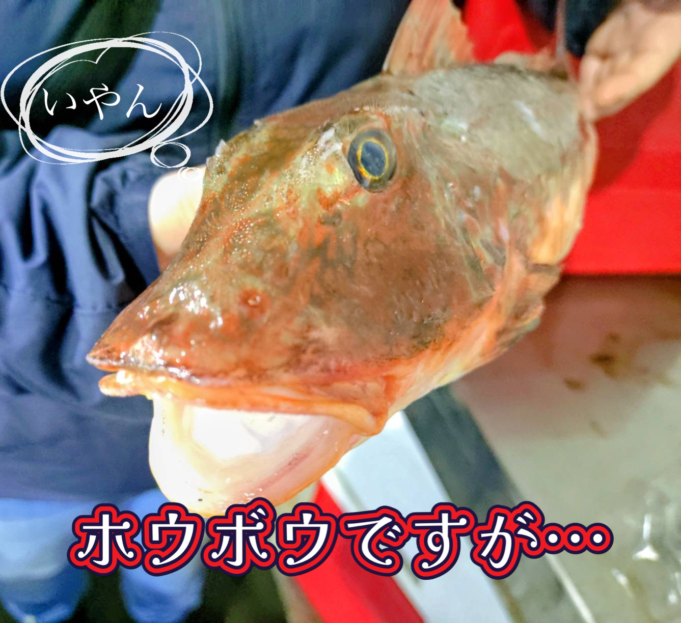 ホウボウいかかですかー?