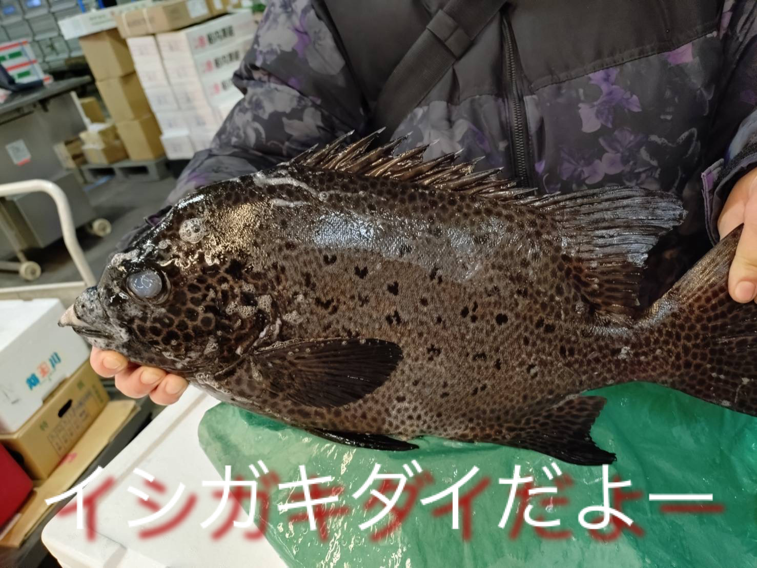 イシガキダイ？ヒョウ柄？