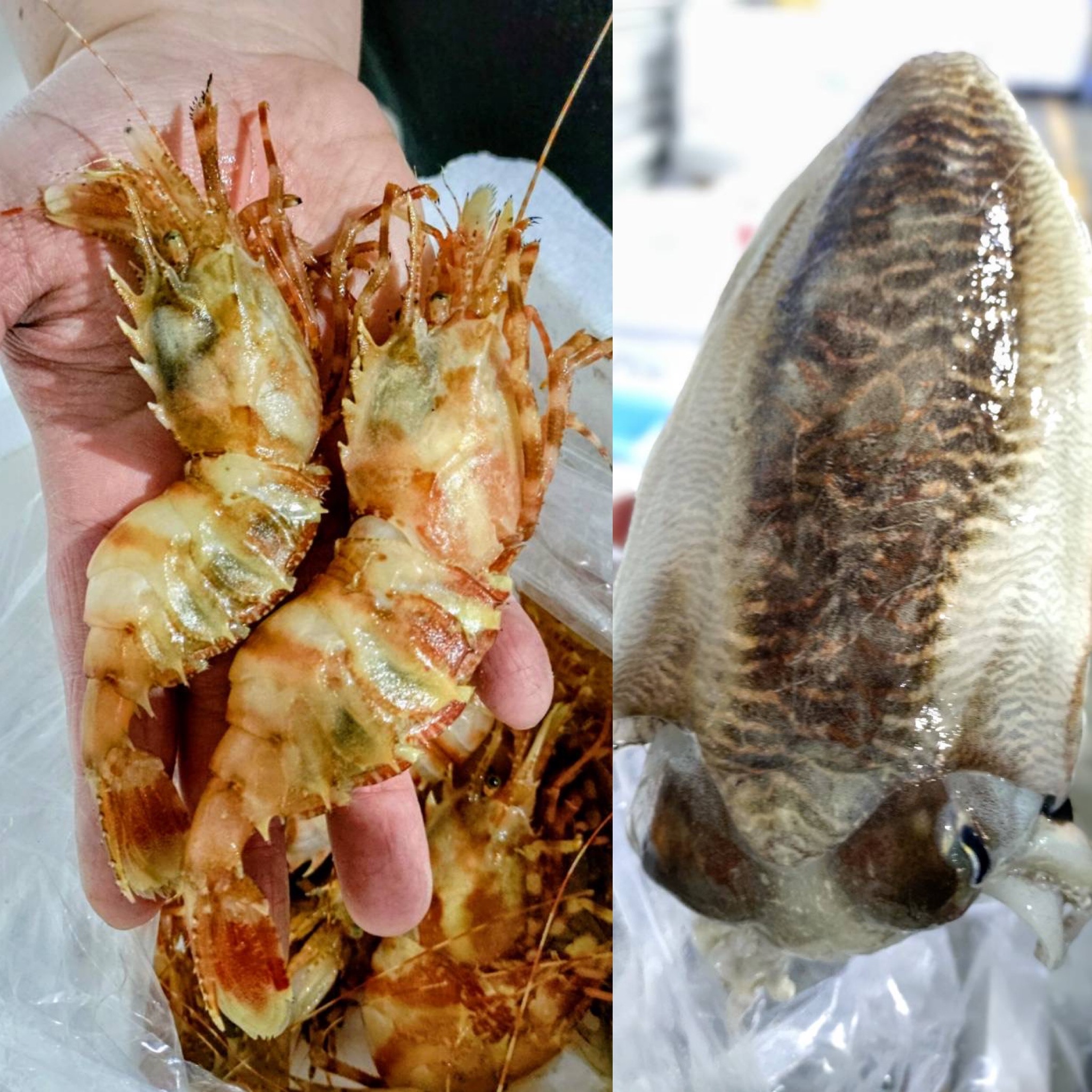 旬美亭にゴジラ出現⁉️