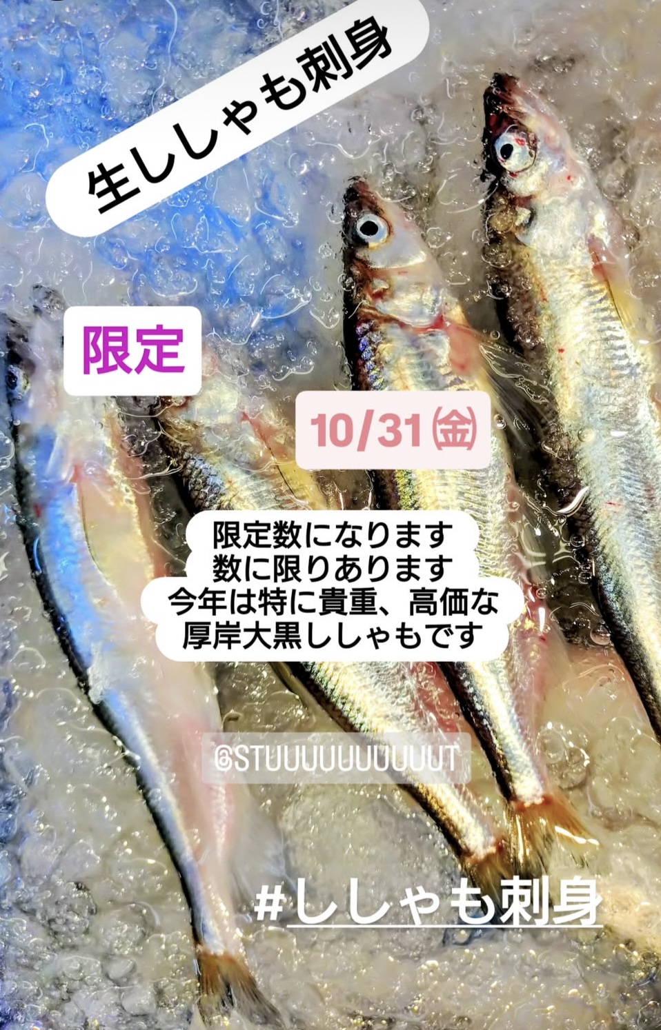 限定！ししゃもの刺身