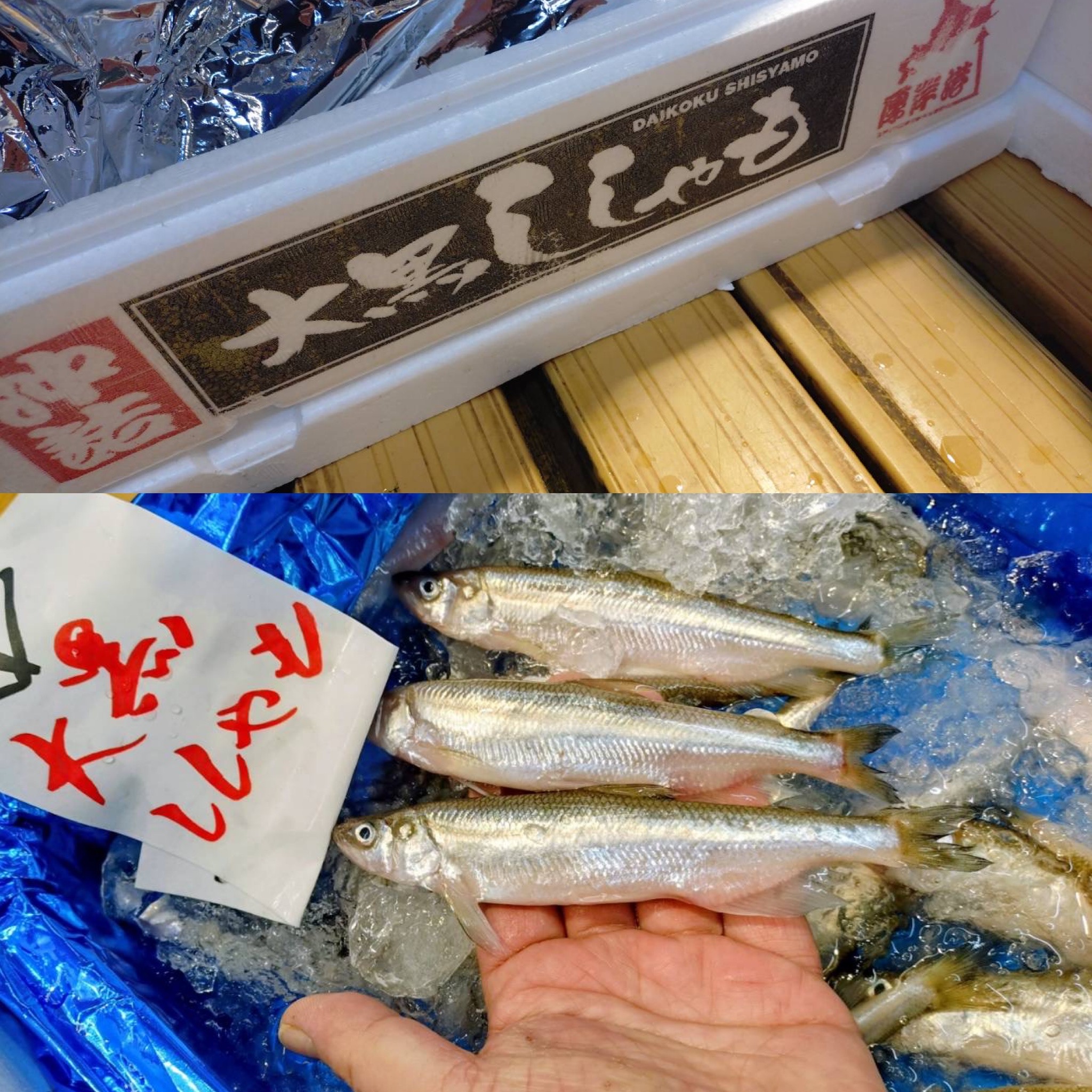 大黒ししゃも！入荷！