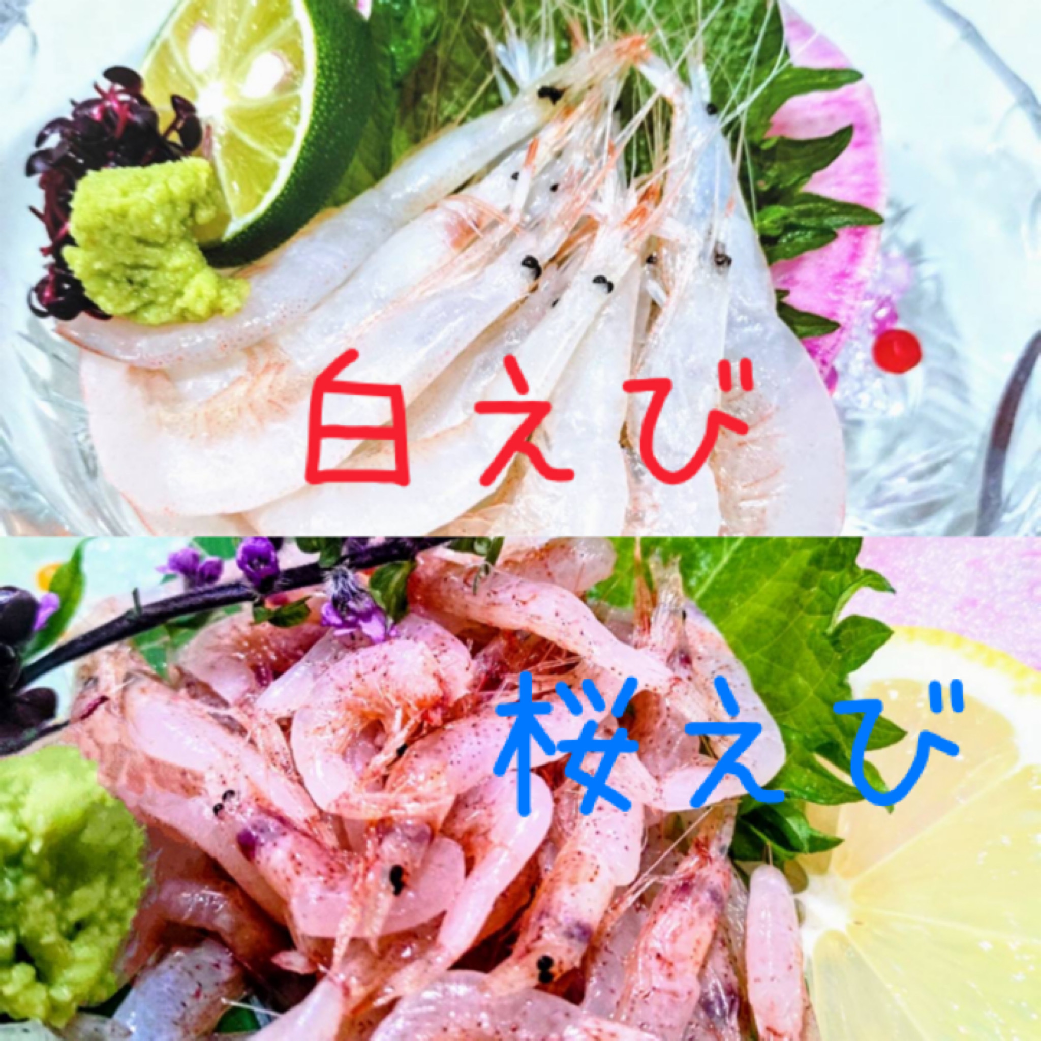 白えび🆚桜えび！