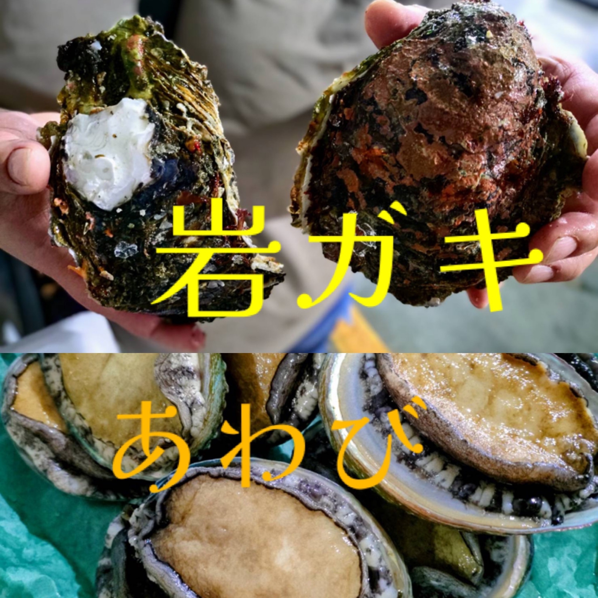 岩ガキ大きい〜〜😆