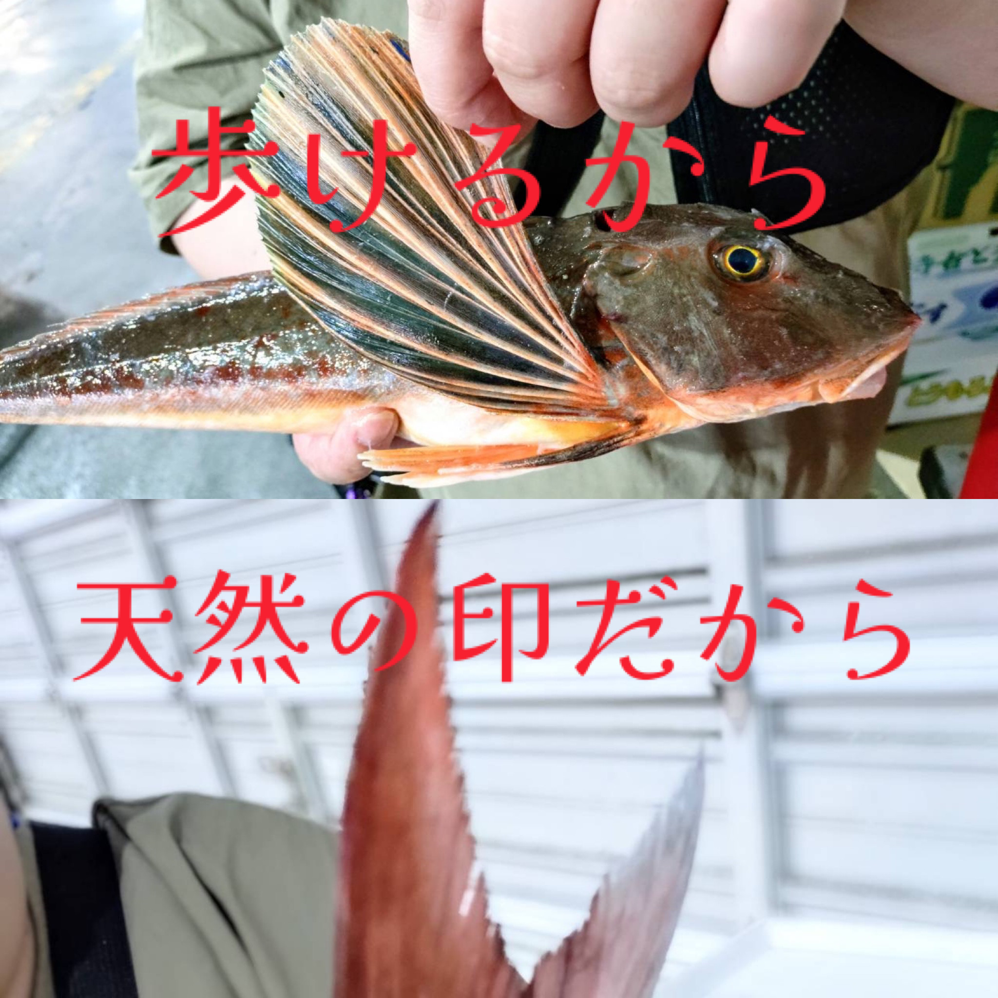 歩くんです！