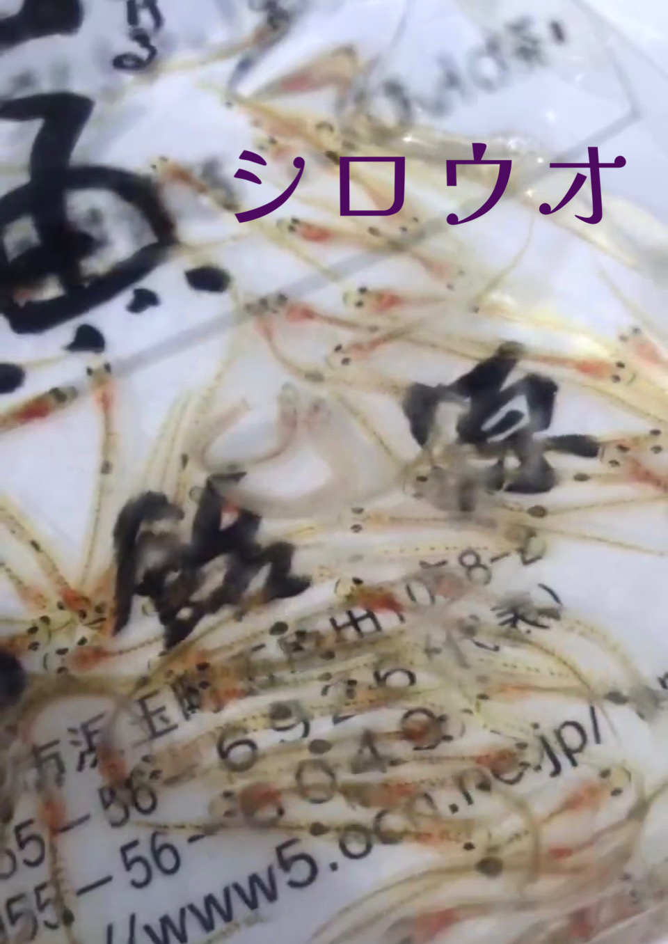 春の始まり　シロウオ