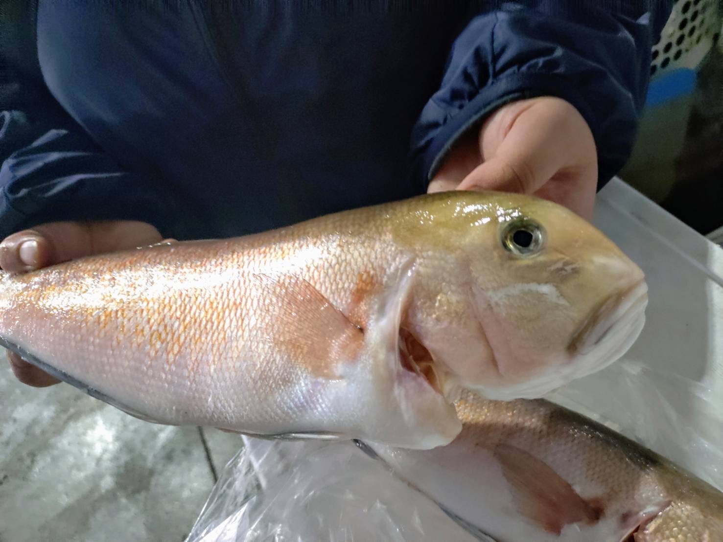 幻の白甘鯛！！本物でーす