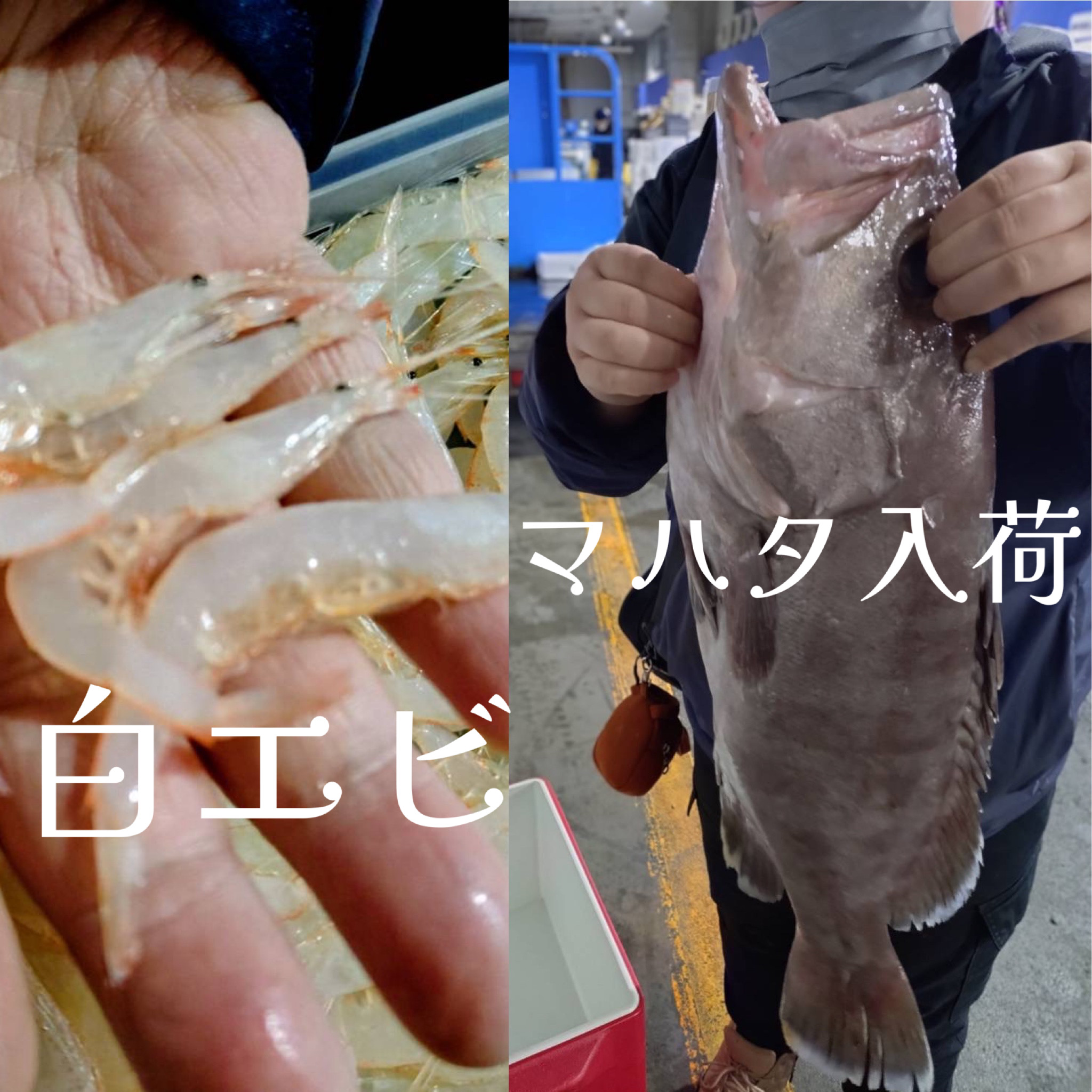 マハタの良いの入荷しました！