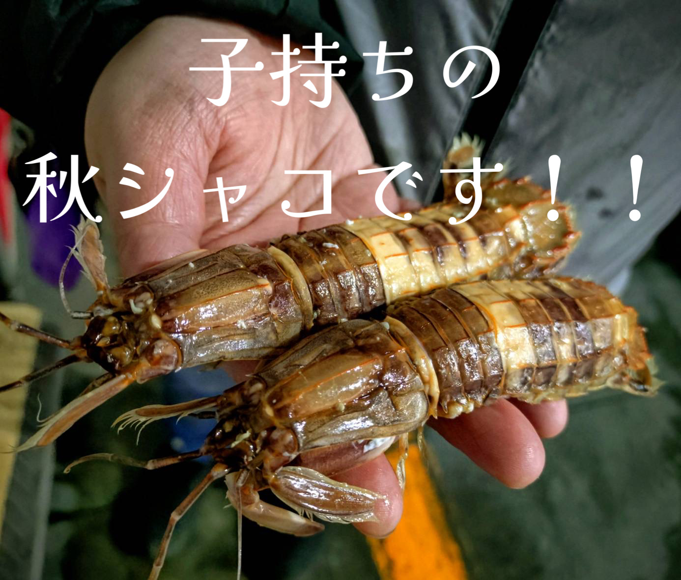 子持ちの秋シャコ入荷！