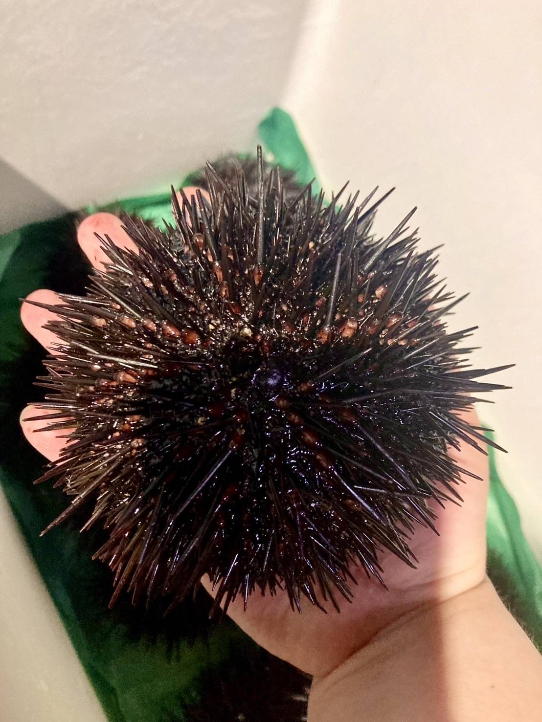 こんな大ウニ!見たことない