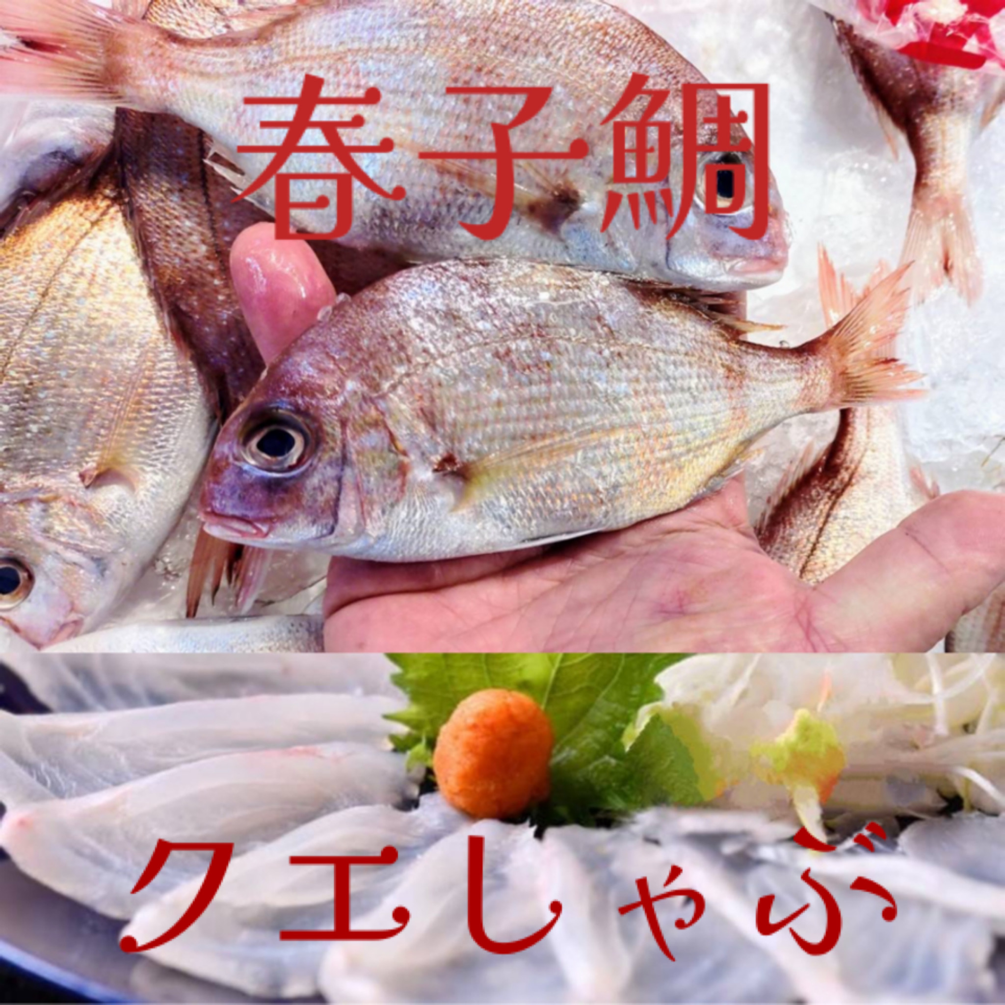 春子鯛！読める人ーッ📣