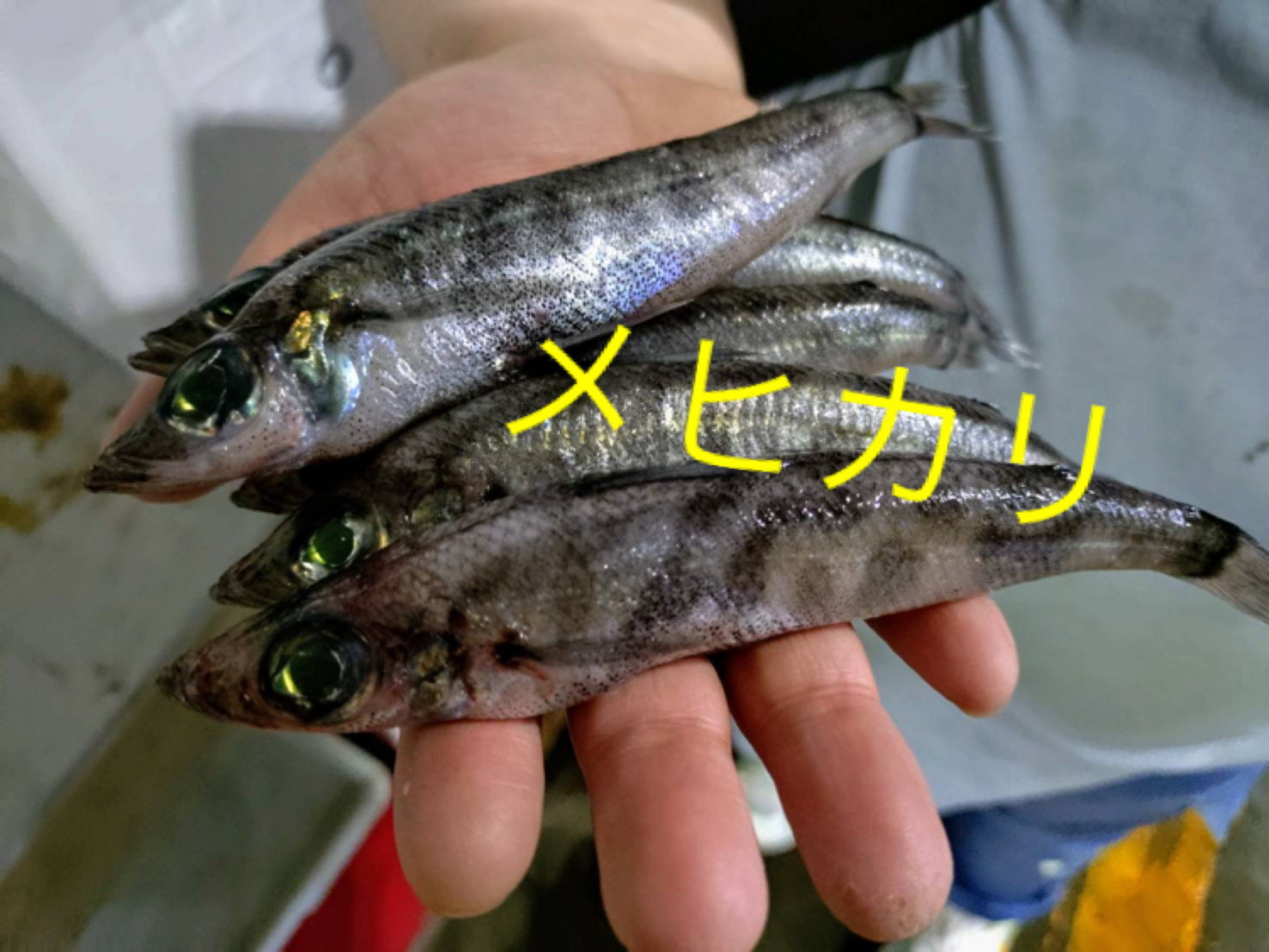 暗闇で目が光っちゃうの🌟👀