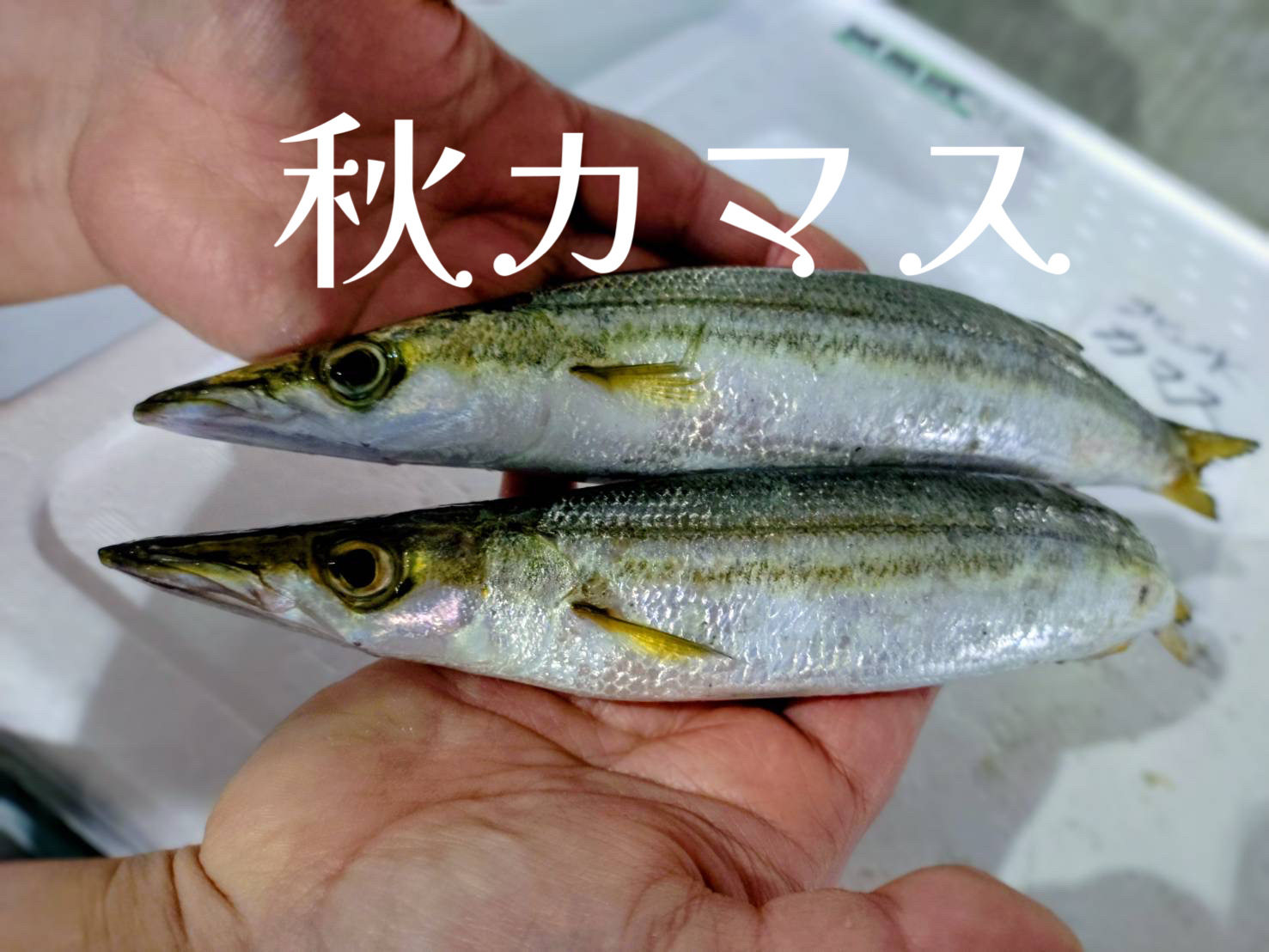 秋のカマスは味が良い