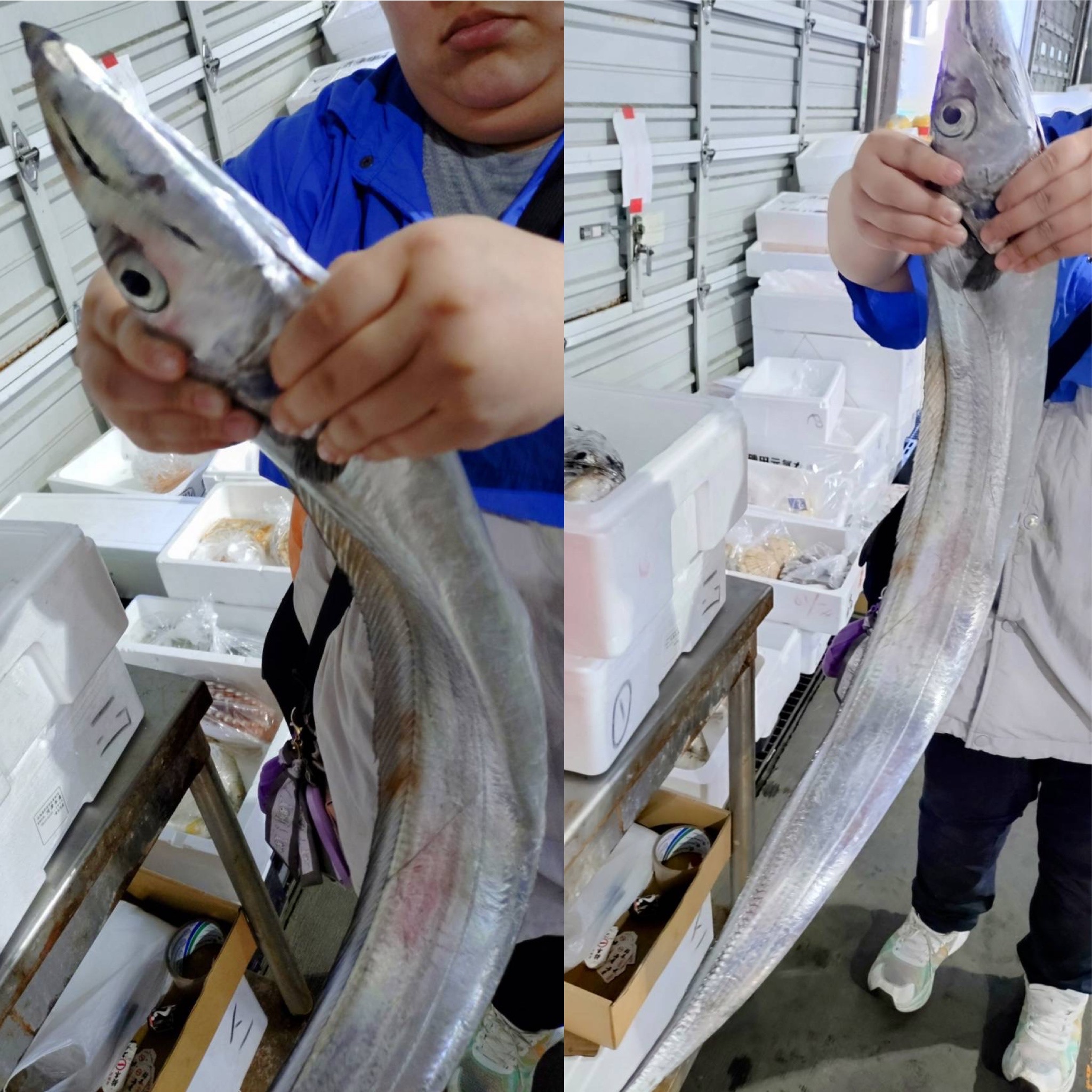 太刀魚！旨さドラゴン級！