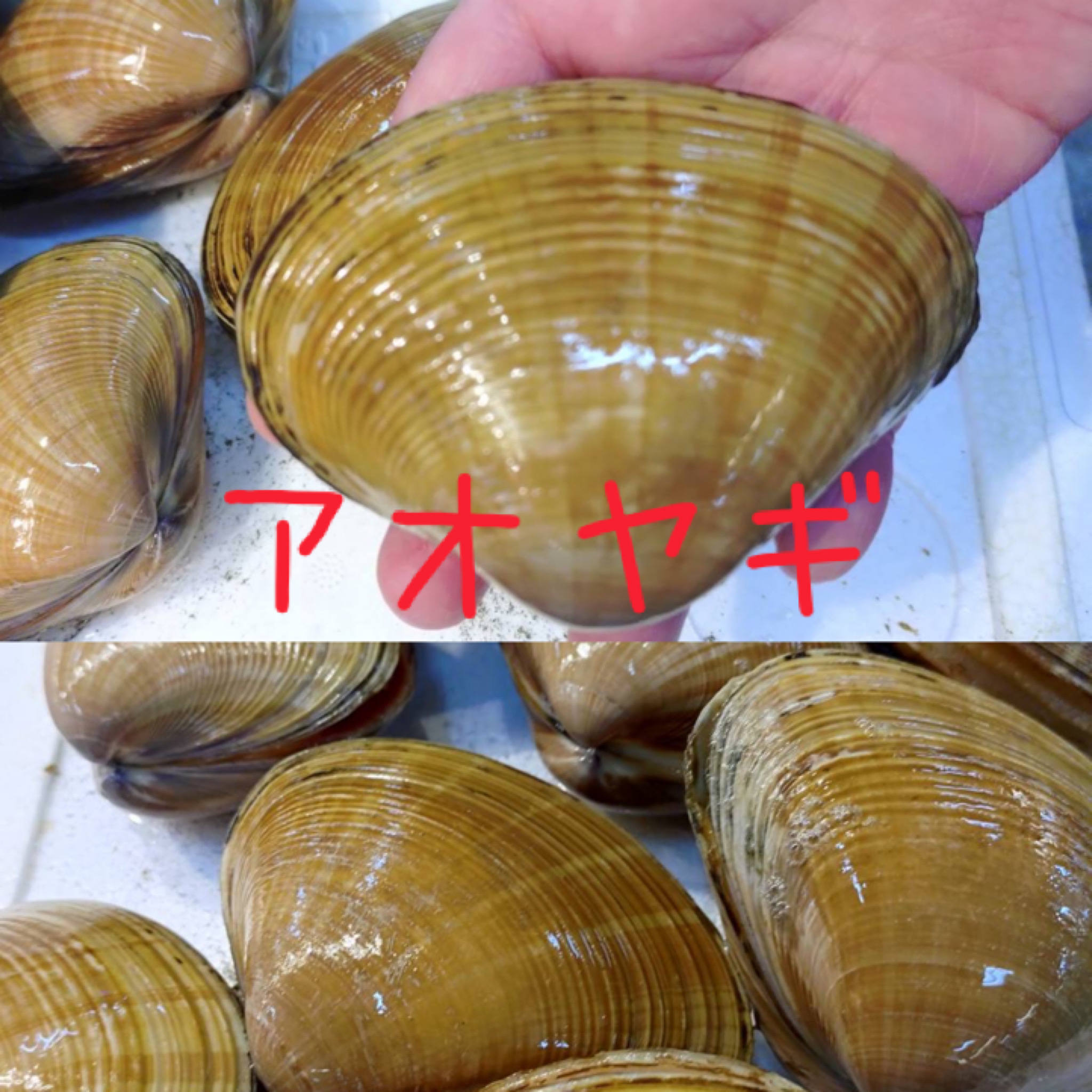 アオヤギの味は？