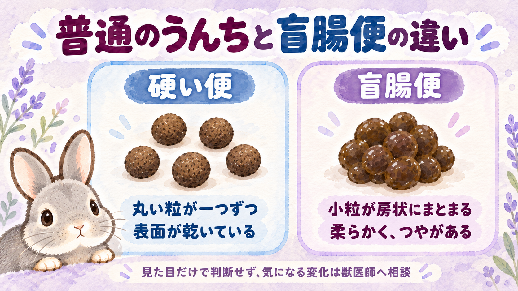 硬く乾いた丸い便と、柔らかくつやのある房状の盲腸便の特徴を、ふうちゃんとともに見比べる水彩イラスト