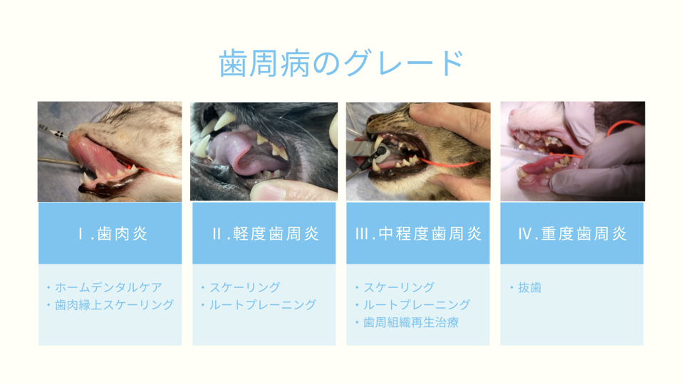 犬と猫の歯科診療　スケーリング、 抜歯　新品 犬と猫の歯科診療 スケーリング、 抜歯 犬と猫の歯科診療 スケーリング